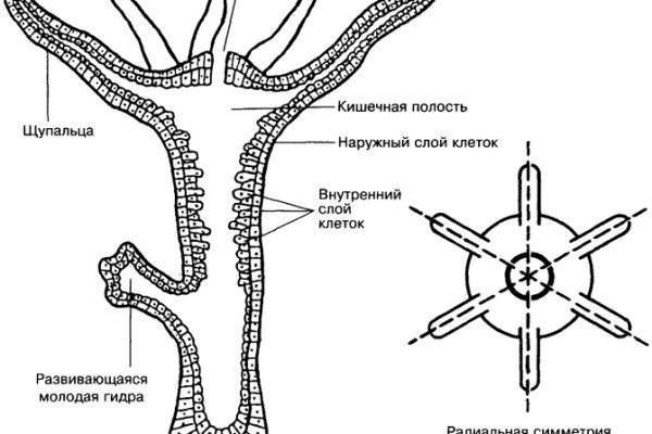 Кракен нов