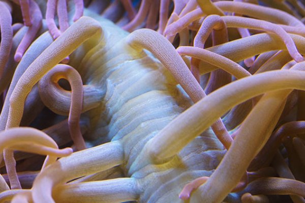 Kraken ссылка зеркало рабочее