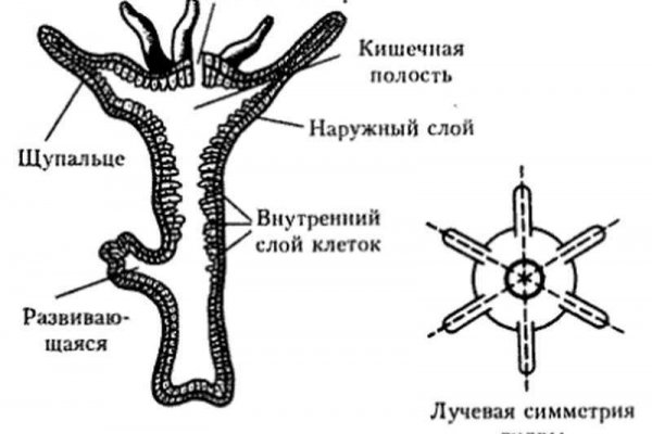 Кракен не работает