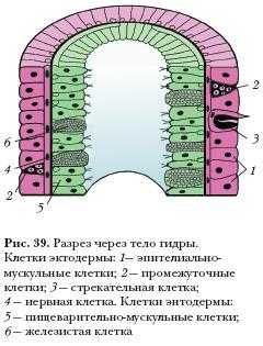 Кракен рабочий сайт